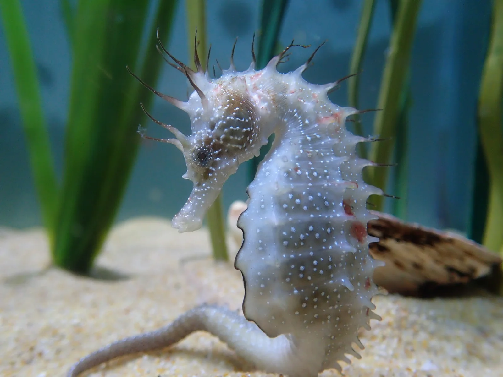 Anglesey Sea Zoo aquarium tank with native Welsh marine life and children pressing against the glass
