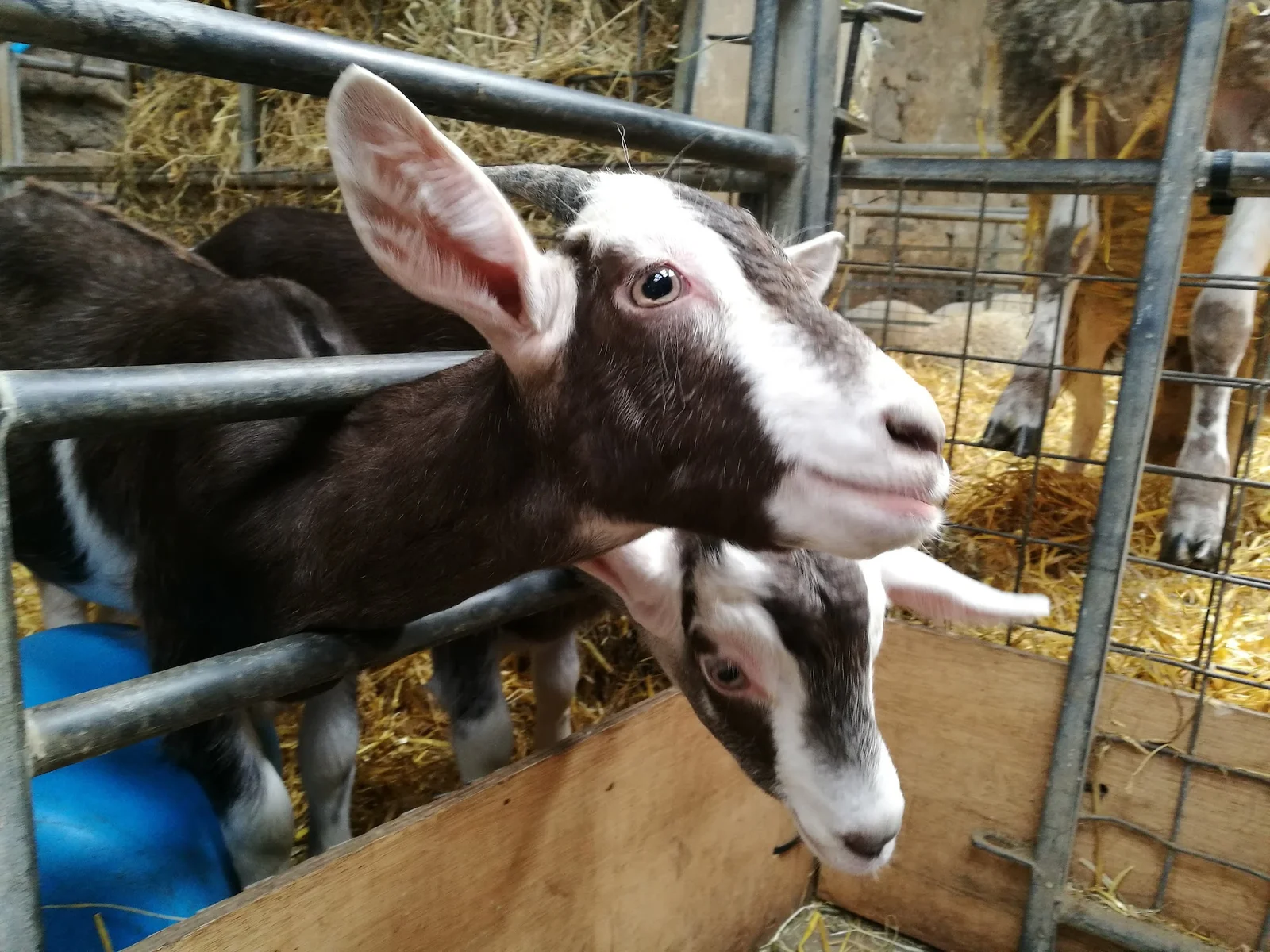 Children feeding lambs at Foel Farm Park in Brynsiencyn with the Menai Strait and Caernarfon in the background