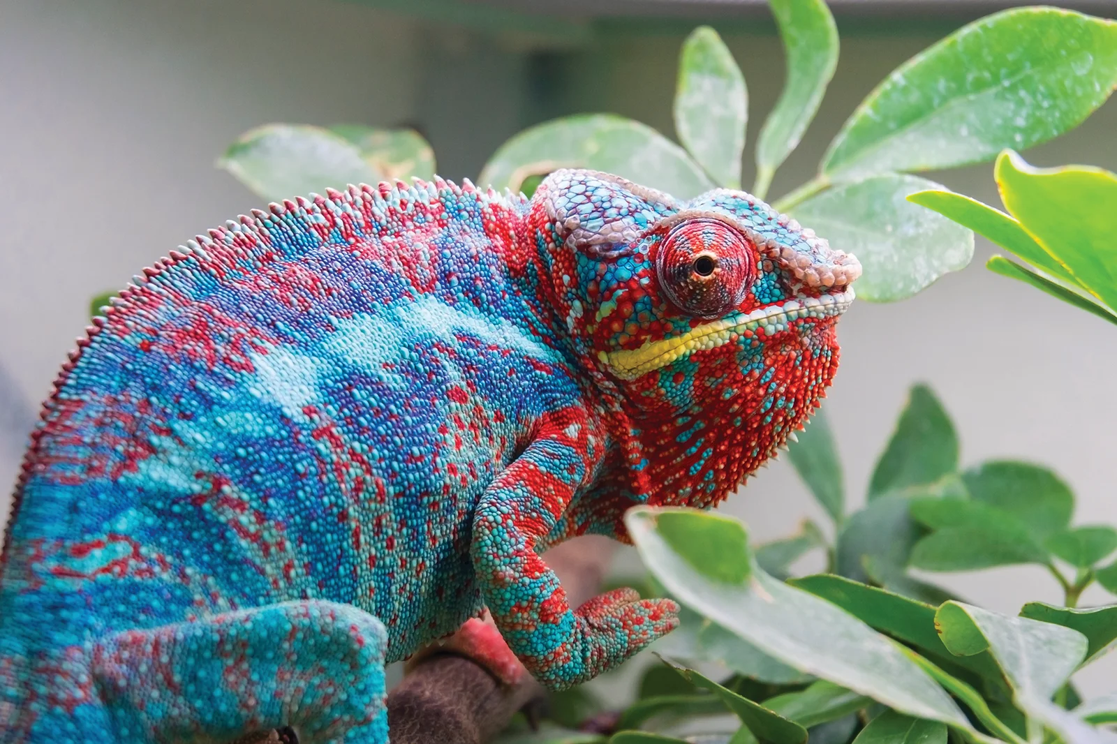 Pili Palas butterfly house interior with tropical butterflies landing on flowers and children watching
